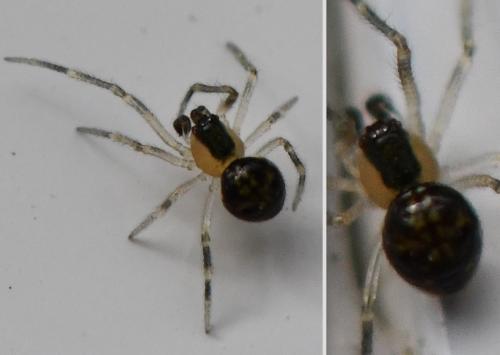 Paidiscura pallens